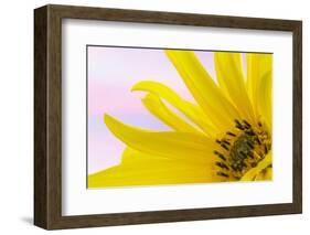 Washington. Detail of Sunflower Blossom-Jaynes Gallery-Framed Photographic Print