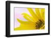 Washington. Detail of Sunflower Blossom-Jaynes Gallery-Framed Photographic Print