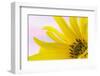 Washington. Detail of Sunflower Blossom-Jaynes Gallery-Framed Photographic Print