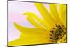 Washington. Detail of Sunflower Blossom-Jaynes Gallery-Mounted Photographic Print