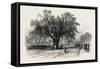 Washington Elm, Cambridge, Massachusetts, USA, 1870s-null-Framed Stretched Canvas