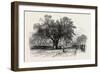 Washington Elm, Cambridge, Massachusetts, USA, 1870s-null-Framed Giclee Print