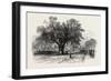 Washington Elm, Cambridge, Massachusetts, USA, 1870s-null-Framed Giclee Print