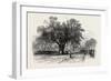 Washington Elm, Cambridge, Massachusetts, USA, 1870s-null-Framed Giclee Print