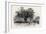 Washington Elm, Cambridge, Massachusetts, USA, 1870s-null-Framed Giclee Print