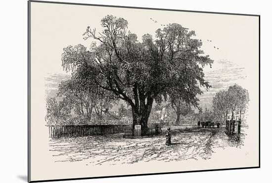 Washington Elm, Cambridge, Massachusetts, USA, 1870s-null-Mounted Giclee Print