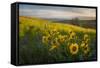 Washington, Field of Arrowleaf Balsamroot and Lupine Wildflowers at Columbia Hills State Park-Gary Luhm-Framed Stretched Canvas