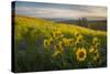 Washington, Field of Arrowleaf Balsamroot and Lupine Wildflowers at Columbia Hills State Park-Gary Luhm-Stretched Canvas