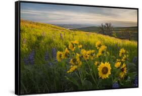 Washington, Field of Arrowleaf Balsamroot and Lupine Wildflowers at Columbia Hills State Park-Gary Luhm-Framed Stretched Canvas