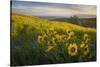 Washington, Field of Arrowleaf Balsamroot and Lupine Wildflowers at Columbia Hills State Park-Gary Luhm-Stretched Canvas
