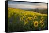 Washington, Field of Arrowleaf Balsamroot and Lupine Wildflowers at Columbia Hills State Park-Gary Luhm-Framed Stretched Canvas