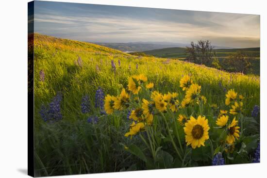 Washington, Field of Arrowleaf Balsamroot and Lupine Wildflowers at Columbia Hills State Park-Gary Luhm-Stretched Canvas