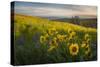 Washington, Field of Arrowleaf Balsamroot and Lupine Wildflowers at Columbia Hills State Park-Gary Luhm-Stretched Canvas