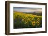 Washington, Field of Arrowleaf Balsamroot and Lupine Wildflowers at Columbia Hills State Park-Gary Luhm-Framed Photographic Print