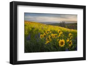 Washington, Field of Arrowleaf Balsamroot and Lupine Wildflowers at Columbia Hills State Park-Gary Luhm-Framed Photographic Print