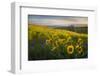 Washington, Field of Arrowleaf Balsamroot and Lupine Wildflowers at Columbia Hills State Park-Gary Luhm-Framed Photographic Print