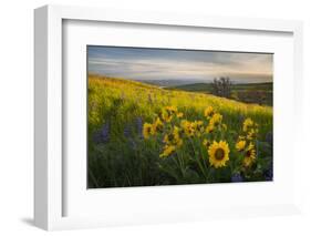 Washington, Field of Arrowleaf Balsamroot and Lupine Wildflowers at Columbia Hills State Park-Gary Luhm-Framed Photographic Print