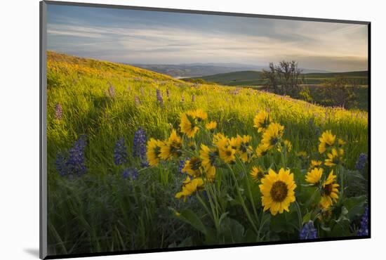 Washington, Field of Arrowleaf Balsamroot and Lupine Wildflowers at Columbia Hills State Park-Gary Luhm-Mounted Photographic Print