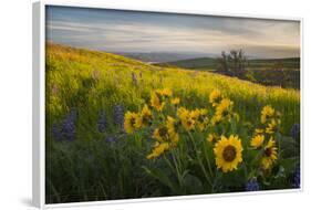 Washington, Field of Arrowleaf Balsamroot and Lupine Wildflowers at Columbia Hills State Park-Gary Luhm-Framed Photographic Print