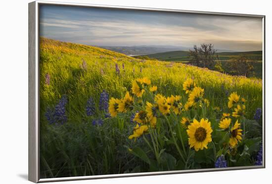 Washington, Field of Arrowleaf Balsamroot and Lupine Wildflowers at Columbia Hills State Park-Gary Luhm-Framed Photographic Print