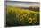 Washington, Field of Arrowleaf Balsamroot and Lupine Wildflowers at Columbia Hills State Park-Gary Luhm-Framed Photographic Print