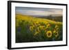 Washington, Field of Arrowleaf Balsamroot and Lupine Wildflowers at Columbia Hills State Park-Gary Luhm-Framed Photographic Print