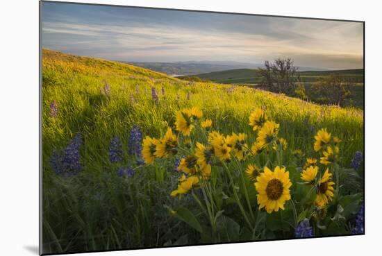 Washington, Field of Arrowleaf Balsamroot and Lupine Wildflowers at Columbia Hills State Park-Gary Luhm-Mounted Photographic Print