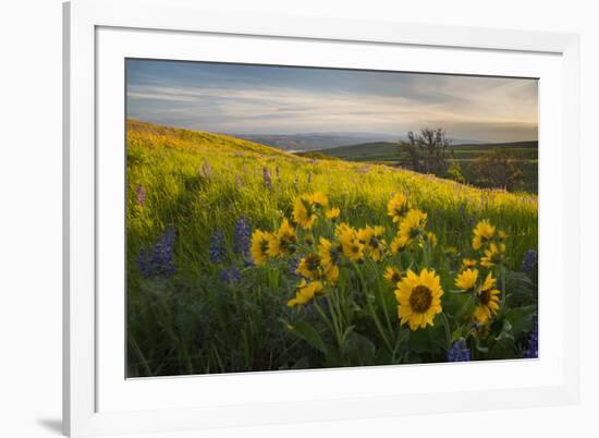 Washington, Field of Arrowleaf Balsamroot and Lupine Wildflowers at Columbia Hills State Park-Gary Luhm-Framed Photographic Print