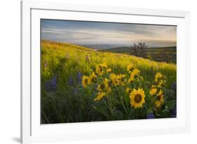 Washington, Field of Arrowleaf Balsamroot and Lupine Wildflowers at Columbia Hills State Park-Gary Luhm-Framed Photographic Print