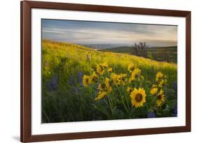 Washington, Field of Arrowleaf Balsamroot and Lupine Wildflowers at Columbia Hills State Park-Gary Luhm-Framed Photographic Print