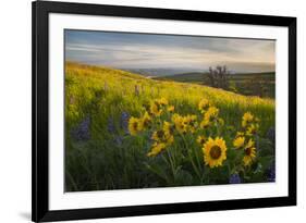 Washington, Field of Arrowleaf Balsamroot and Lupine Wildflowers at Columbia Hills State Park-Gary Luhm-Framed Photographic Print