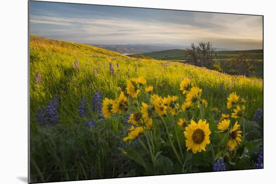 Washington, Field of Arrowleaf Balsamroot and Lupine Wildflowers at Columbia Hills State Park-Gary Luhm-Mounted Photographic Print