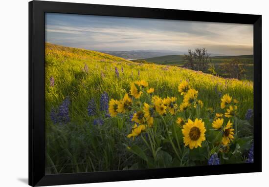 Washington, Field of Arrowleaf Balsamroot and Lupine Wildflowers at Columbia Hills State Park-Gary Luhm-Framed Photographic Print