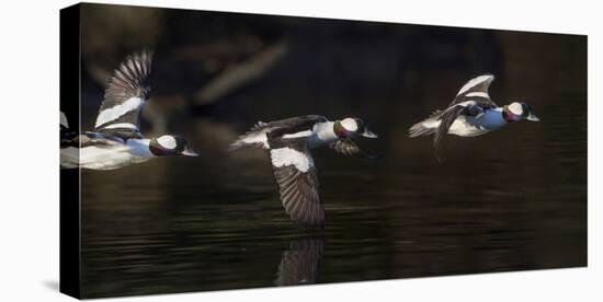 Washington, Flight Sequence of a Male Bufflehead-Gary Luhm-Stretched Canvas