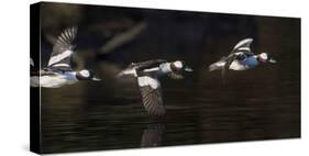 Washington, Flight Sequence of a Male Bufflehead-Gary Luhm-Stretched Canvas