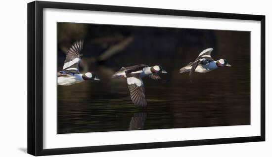Washington, Flight Sequence of a Male Bufflehead-Gary Luhm-Framed Photographic Print