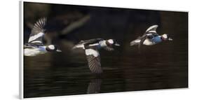 Washington, Flight Sequence of a Male Bufflehead-Gary Luhm-Framed Photographic Print