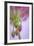 Washington. Geranium Buds Close Up-Jaynes Gallery-Framed Photographic Print