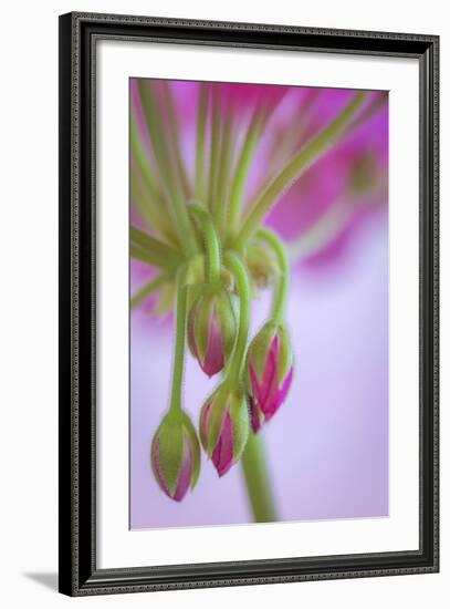 Washington. Geranium Buds Close Up-Jaynes Gallery-Framed Photographic Print