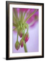 Washington. Geranium Buds Close Up-Jaynes Gallery-Framed Photographic Print