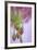 Washington. Geranium Buds Close Up-Jaynes Gallery-Framed Photographic Print