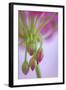 Washington. Geranium Buds Close Up-Jaynes Gallery-Framed Photographic Print