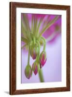 Washington. Geranium Buds Close Up-Jaynes Gallery-Framed Photographic Print