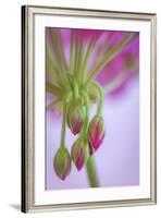 Washington. Geranium Buds Close Up-Jaynes Gallery-Framed Photographic Print