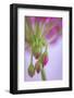 Washington. Geranium Buds Close Up-Jaynes Gallery-Framed Photographic Print