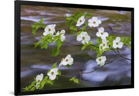 Washington, Gifford Pinchot NF. Pacific Dogwood over Panther Creek-Don Paulson-Framed Photographic Print