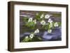 Washington, Gifford Pinchot NF. Pacific Dogwood over Panther Creek-Don Paulson-Framed Photographic Print