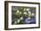 Washington, Gifford Pinchot NF. Pacific Dogwood over Panther Creek-Don Paulson-Framed Photographic Print