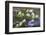 Washington, Gifford Pinchot NF. Pacific Dogwood over Panther Creek-Don Paulson-Framed Photographic Print