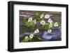 Washington, Gifford Pinchot NF. Pacific Dogwood over Panther Creek-Don Paulson-Framed Photographic Print